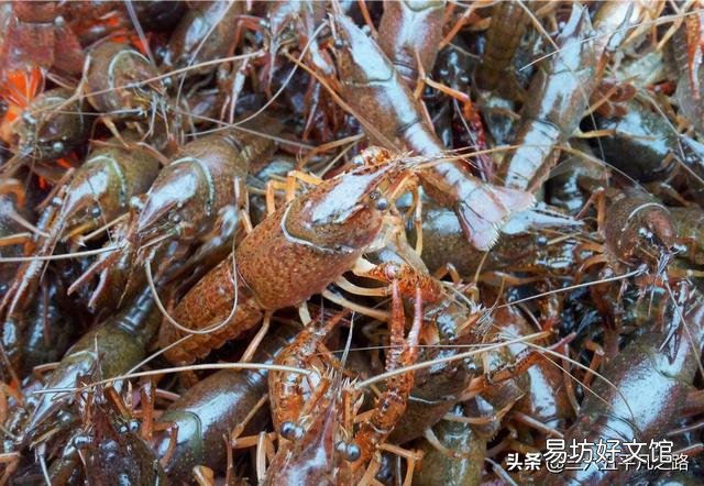 今年龙虾和螃蟹价格低迷,明年还会养吗?