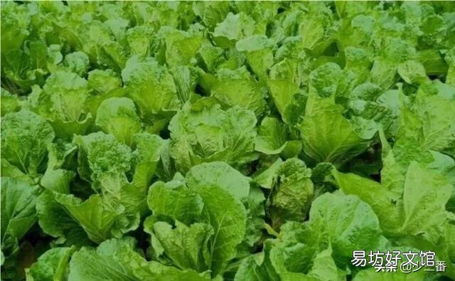 白菜不卷心,有什么方法补救?