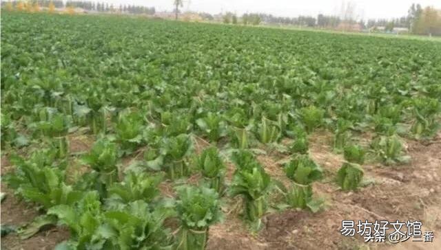 白菜不卷心,有什么方法补救?
