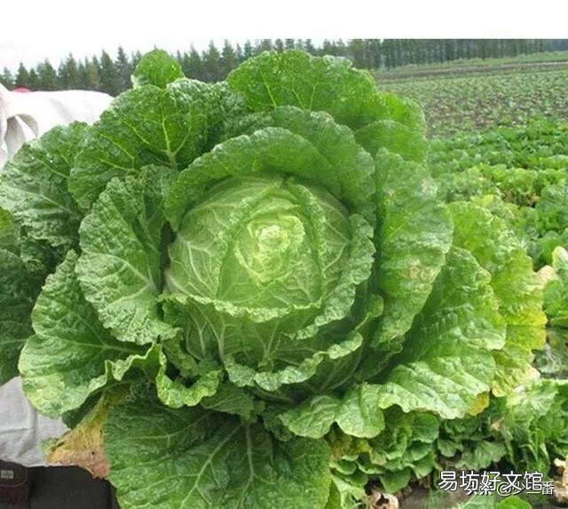 白菜不卷心,有什么方法补救?