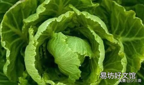 白菜不卷心,有什么方法补救?