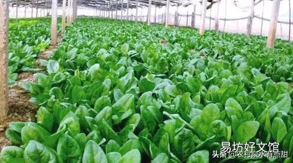 马上入冬了,南方的农村菜园子里适合栽种哪些蔬菜?