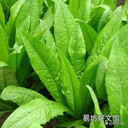 马上入冬了,南方的农村菜园子里适合栽种哪些蔬菜?