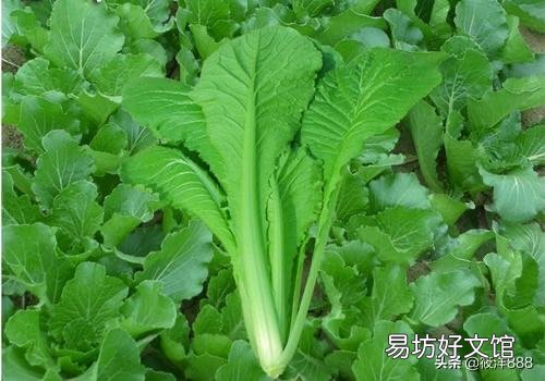 马上入冬了,南方的农村菜园子里适合栽种哪些蔬菜?