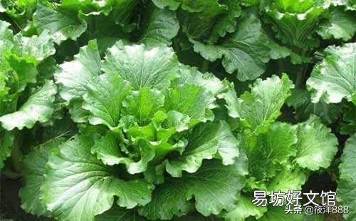 马上入冬了,南方的农村菜园子里适合栽种哪些蔬菜?