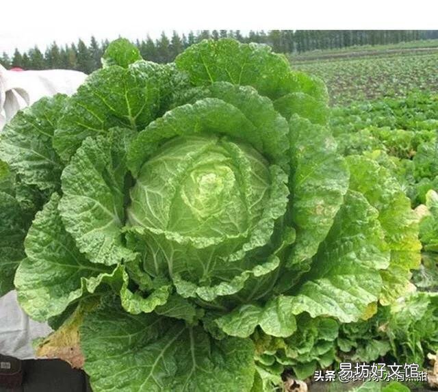 马上入冬了,南方的农村菜园子里适合栽种哪些蔬菜?