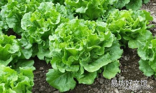 马上入冬了,南方的农村菜园子里适合栽种哪些蔬菜?