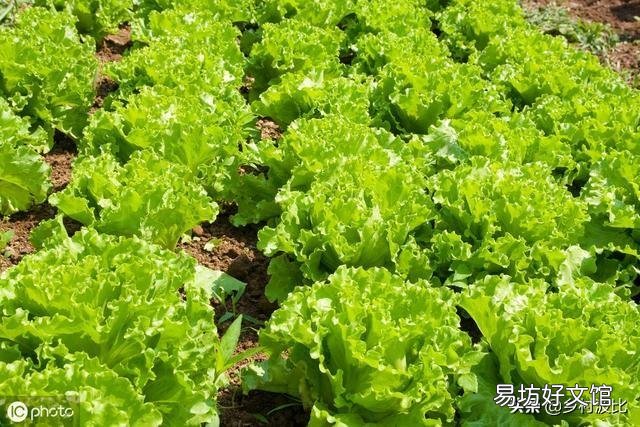 马上入冬了,南方的农村菜园子里适合栽种哪些蔬菜?