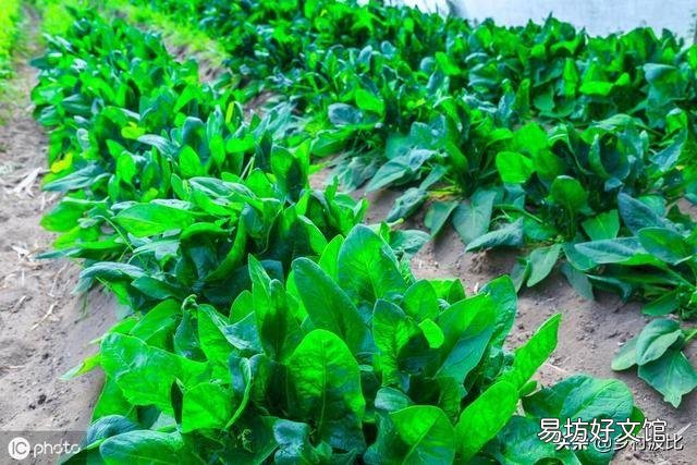 马上入冬了,南方的农村菜园子里适合栽种哪些蔬菜?