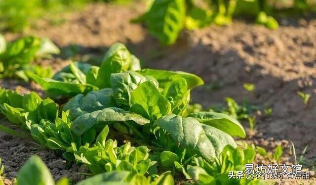 马上入冬了,南方的农村菜园子里适合栽种哪些蔬菜?