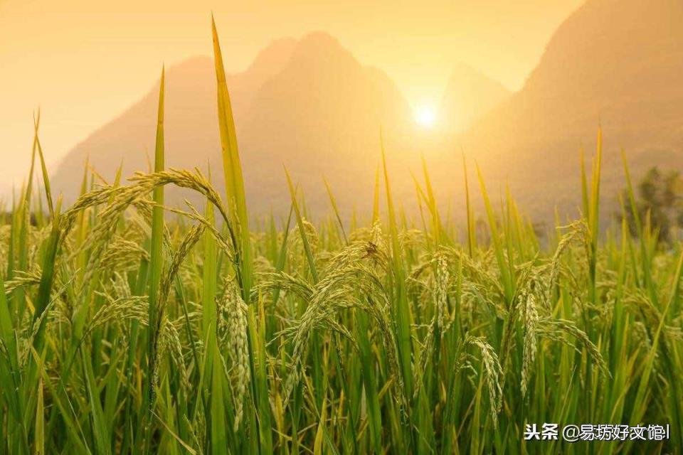 rice念什么 rice怎么读