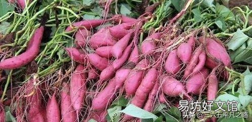 快霜降了,农村老家下雨,影响收获红薯怎么办?
