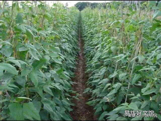 扁豆的需肥高峰期是哪几个时期，该如何施肥？