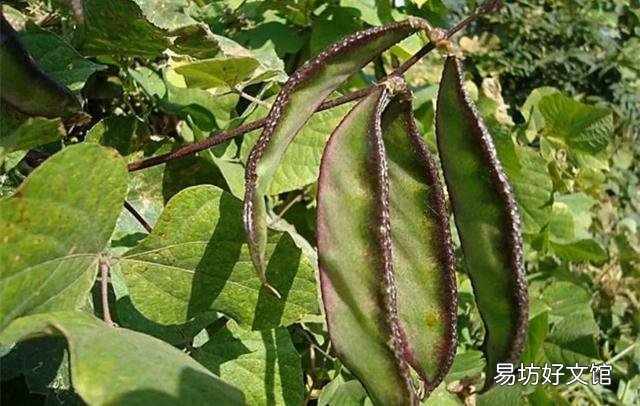 扁豆的需肥高峰期是哪几个时期，该如何施肥？
