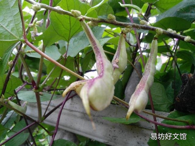 扁豆的需肥高峰期是哪几个时期，该如何施肥？