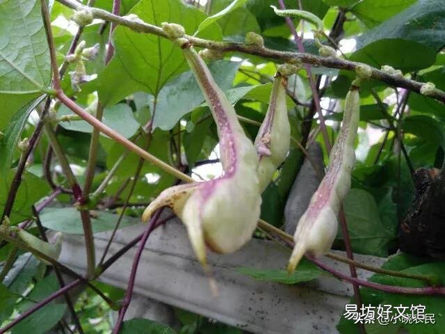 扁豆的需肥高峰期是哪几个时期，该如何施肥？