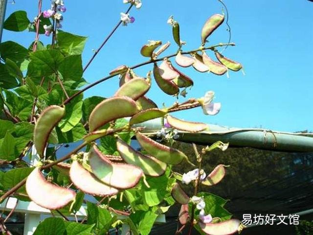 扁豆的需肥高峰期是哪几个时期，该如何施肥？