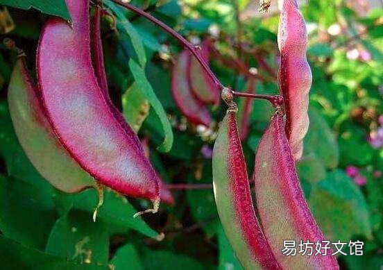 扁豆的需肥高峰期是哪几个时期，该如何施肥？
