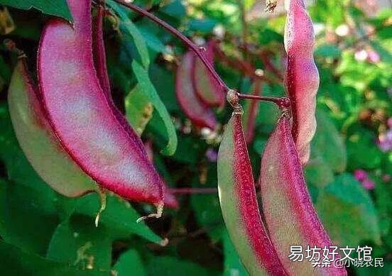 扁豆的需肥高峰期是哪几个时期，该如何施肥？