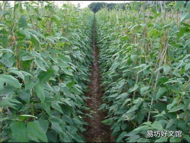 扁豆的需肥高峰期是哪几个时期，该如何施肥？