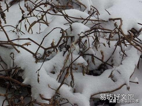 大雪节气将至,农村俗语:大雪兆丰年,无雪要遭殃,说的有没有道理呢?