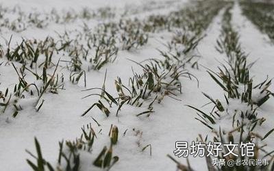 大雪节气将至,农村俗语:大雪兆丰年,无雪要遭殃,说的有没有道理呢?