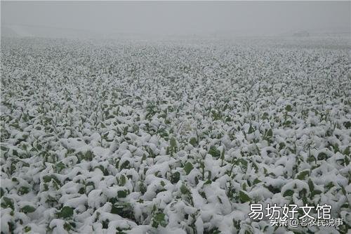 大雪节气将至,农村俗语:大雪兆丰年,无雪要遭殃,说的有没有道理呢?