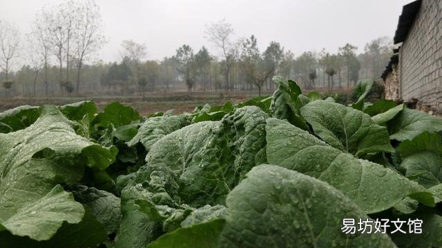 小菜苗出土只有两个小奶叶却没有芯，这是什么情况？