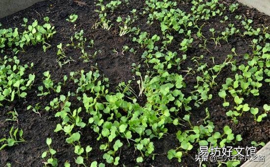 小菜苗出土只有两个小奶叶却没有芯，这是什么情况？