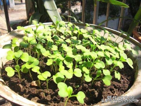 小菜苗出土只有两个小奶叶却没有芯，这是什么情况？