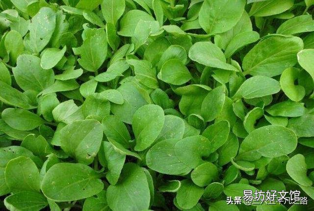 小菜苗出土只有两个小奶叶却没有芯，这是什么情况？