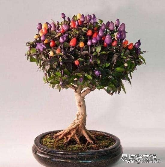 有哪些蔬菜是多年生适合养成老桩的？