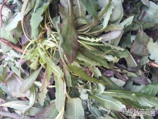 有哪些蔬菜是多年生适合养成老桩的？