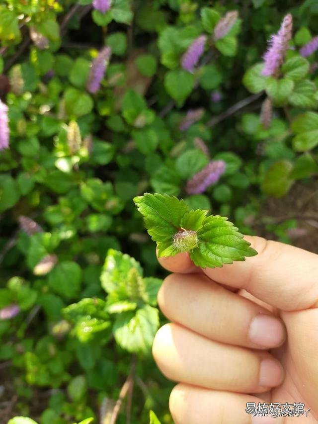 有哪些蔬菜是多年生适合养成老桩的？