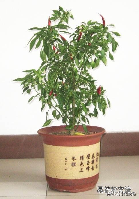 有哪些蔬菜是多年生适合养成老桩的？