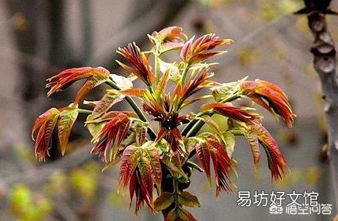 有哪些蔬菜是多年生适合养成老桩的？