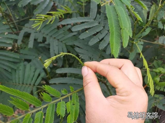 有哪些蔬菜是多年生适合养成老桩的？