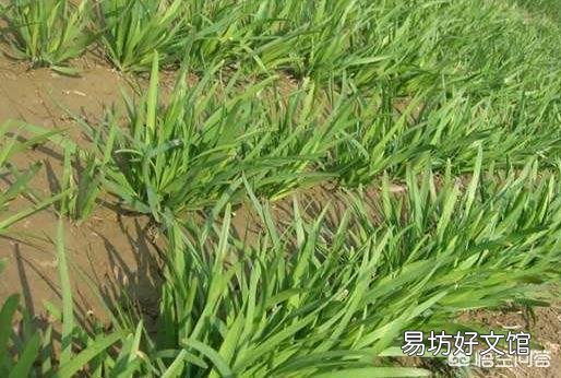 有哪些蔬菜是多年生适合养成老桩的？