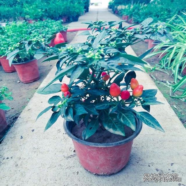有哪些蔬菜是多年生适合养成老桩的？