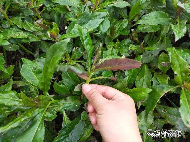 有哪些蔬菜是多年生适合养成老桩的？
