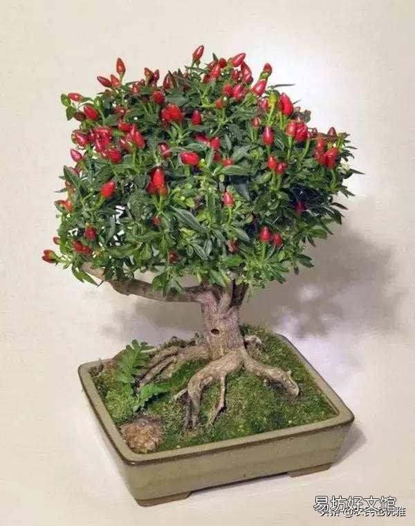 有哪些蔬菜是多年生适合养成老桩的？