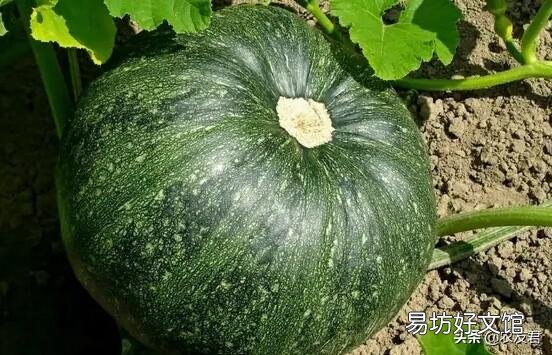 板栗南瓜如何种植?适合在哪些地方种植?