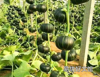 板栗南瓜如何种植?适合在哪些地方种植?