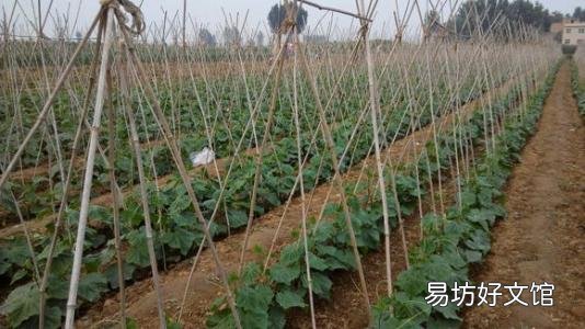 板栗南瓜如何种植?适合在哪些地方种植?