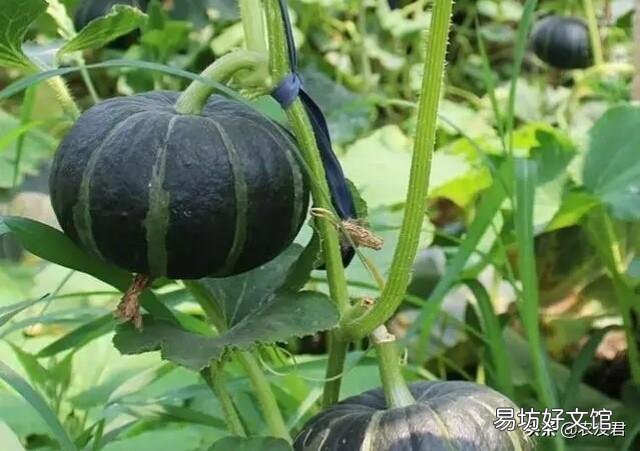 板栗南瓜如何种植?适合在哪些地方种植?