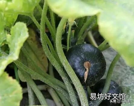 板栗南瓜如何种植?适合在哪些地方种植?