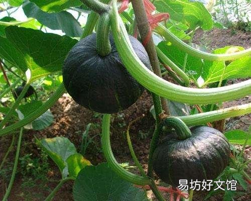 板栗南瓜如何种植?适合在哪些地方种植?