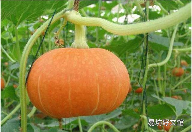 板栗南瓜如何种植?适合在哪些地方种植?