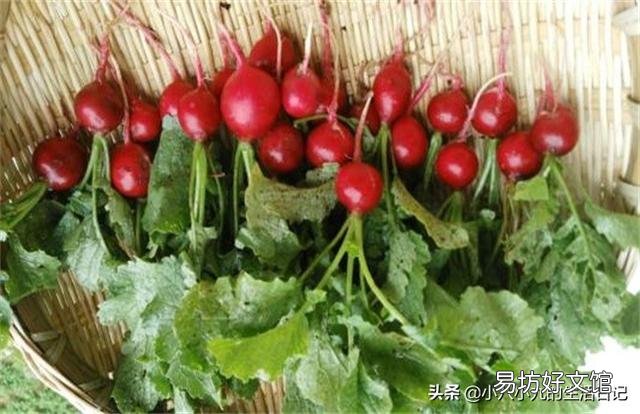 樱桃萝卜长相可爱，口感清脆，卖价如何，现在种植有市场前景吗？