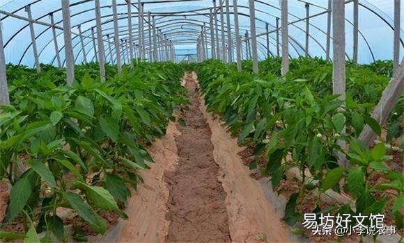 有人说种植辣椒喷醋最高可以增加30%的产量,具体什么时候喷最好?